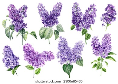 Lilac flowers set on white isolated background, watercolor botanical painting, floral elements. Violet flower