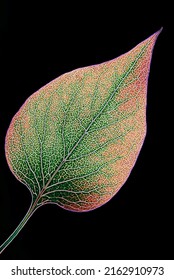 LILAC LEAF - Ecological lungs of the earth