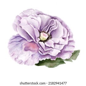 Lilac Petunia Flower Painted In Watercolor On A White Background