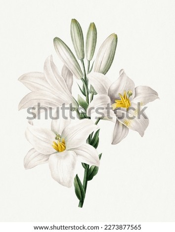 Lilies. Beautiful flower illustration. Vintage flower painting. Vintage flower illustration for wall art.