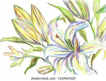 Lilies hand drawn illustration