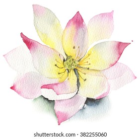 Lilies and lotuses on a white background. Isolated in white. lotus. Watercolor pink lotus flower icon isolated on white background. Watercolor pink lotus flower icon isolated on white background