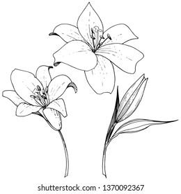 White Lily Isolated On White Background Stock Vector (Royalty Free ...