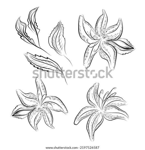 Lily Flower Drawings Black White Line Stock Illustration 2197526587 ...