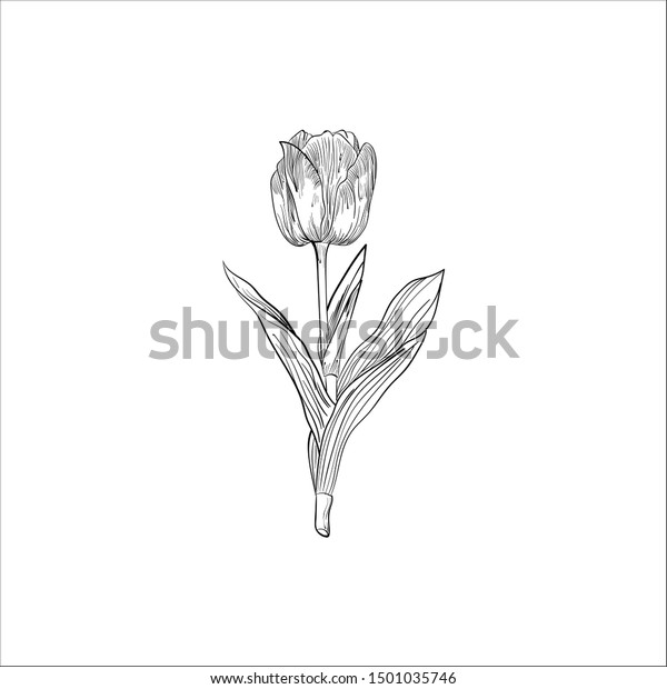 Lily Flower Illustration Drawing Line Artwork Stock Illustration ...