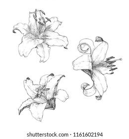 37,474 Sketch lilies Images, Stock Photos & Vectors | Shutterstock