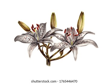 Lily Flowers Drawn Pastel Pastel Isolated Stock Illustration 1765446470 ...