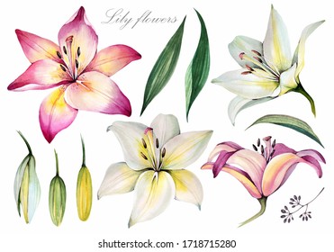 Lily. Flowers Elements. Watercolor Illustration.