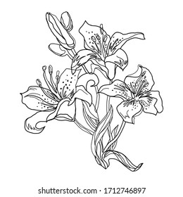 Lily Flowers Outline Sketch Drawn By Hand Isolated On White. Black And White Freehand Floral Element For Greeting Card, Invitation Of  Wedding, Birthday, Valentines Day, Mother's Day,  Other Holiday.