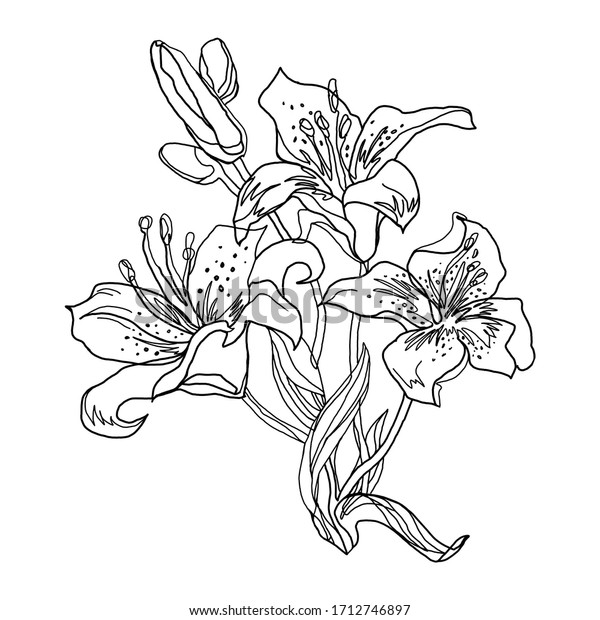 Lily Flowers Outline Sketch Drawn By Stock Illustration 1712746897