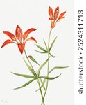 Lily (Lilium montanum) (1900–1920) by Mary Vaux Walcott. Orange tiger lily flower. Vintage orange flower floral plant art drawing illustration, old floral lily flower painting art print.