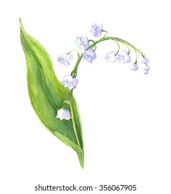 Lily Of The Valley Flower With Flowers And Leaf. Watercolor