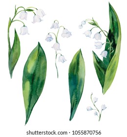 Lily Of The Valley. Set. Watercolor Illustration