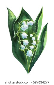 Lily Of The Valley. Watercolor Spring Flowers Illustration.