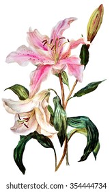 Lily White And Pink, Isolated On White Background.Watercolor Painting.