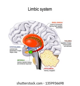 limbic system. Cross section of the human brain. Anatomical components of limbic system: Mammillary body, basal ganglia, pituitary gland, amygdala, hippocampus, thalamus