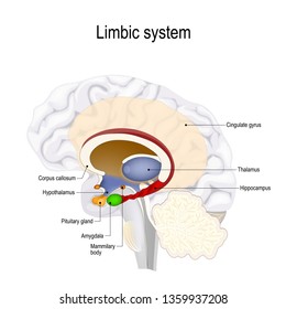 limbic system. Cross section of the human brain. Anatomical components of limbic system: Mammillary body, pituitary gland, amygdala, hippocampus, thalamus, cingulate gyrus, corpus callosum