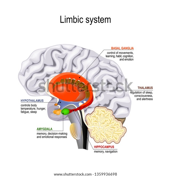 limbic system. Cross\
section of the human brain. Anatomical components of limbic system:\
Mammillary body, basal ganglia, pituitary gland, amygdala,\
hippocampus,\
thalamus