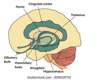 Limbic System, Thalamus, Amygdala Brain Diagram