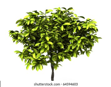 Lime Green Tree Isolated On White