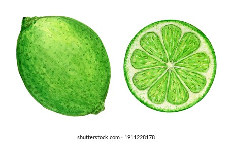 Lime Green In Watercolor, Whole And Cut, Juicy Illustration. Citrus Clipart On A White Background.