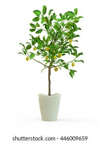 Lime Tree Plant In A Flower Pot Isolated On White Background. 3D Rendering, Illustration.