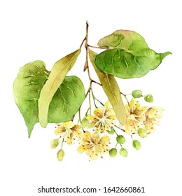 Linden flowers with leaves. Object isolated on white background. Watercolor illustration