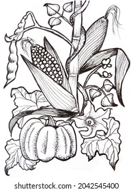 Line Art Illustration Of A Combined Crop Of Corn, Beans And Squash