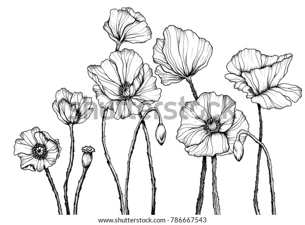 Line Art Poppies Black Wall Art のイラスト素材