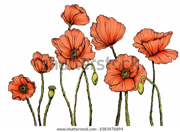 Line Art Poppies Colorful Wall Art Stock Illustration 1083476894