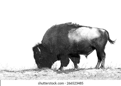Line art/pen and ink illustration style image of American Bison (Buffalo) skylined on a ridge against a blue sky with clouds