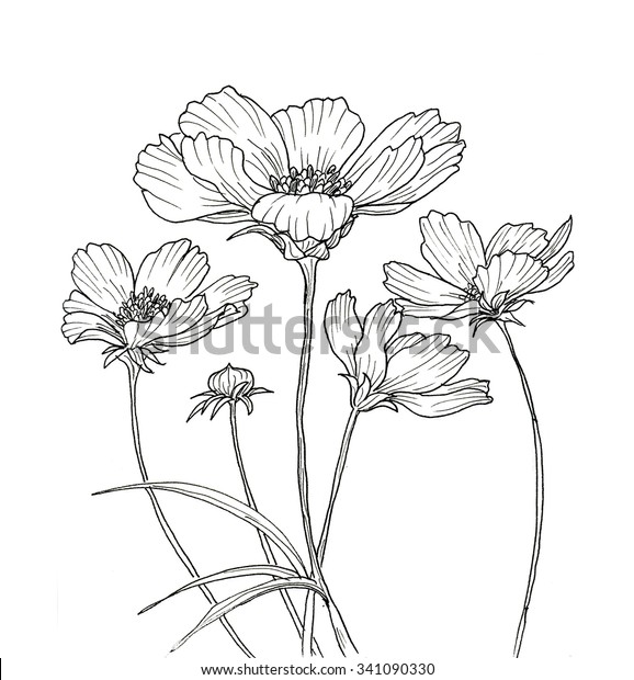 コスモスの花の墨絵 白い背景に黒い輪郭 のイラスト素材 341090330