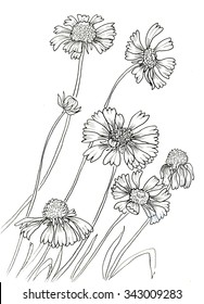 Line Ink Drawing Flowers Rudbeckia Hirta Stock Illustration 343009283 ...