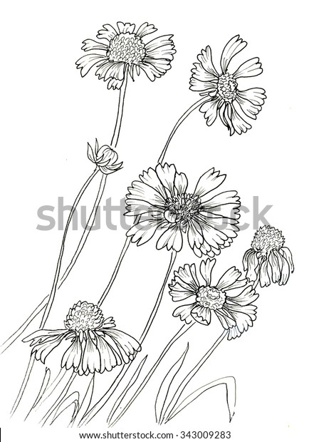Line Ink Drawing Flowers Rudbeckia Hirta Stock Illustration 343009283 ...
