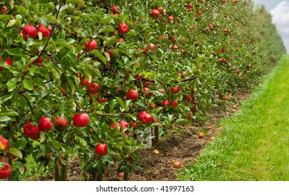 A Line Of Ripe Red Apple Trees In An Orchard