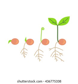 Process Seed Growing Clipart Image Isolated Stock Illustration 1403701184