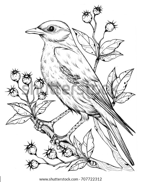 Linear Bird Flower Berries Line Drawings Stock Illustration