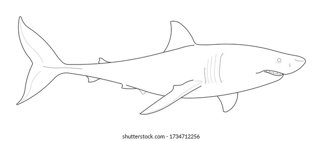 Linear Graphic Drawing Shark Stylized Outline Stock Illustration ...