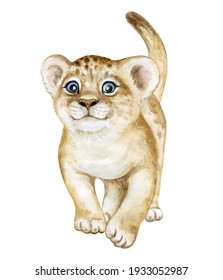 Lion Baby, Lion Cub Watercolor Isolated On White Background. Watercolor. Illustration