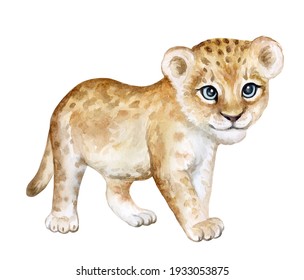 Lion baby, lion cub watercolor Isolated on white background. African animal. Watercolor. Illustration
