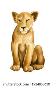 Lion Cub On Isolated White Background, Animal Watercolor Painting, Lion Baby