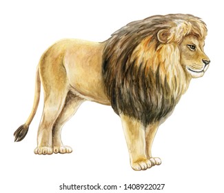 Lion Profile Watercolor Illustration Realistic Lion Stock Illustration