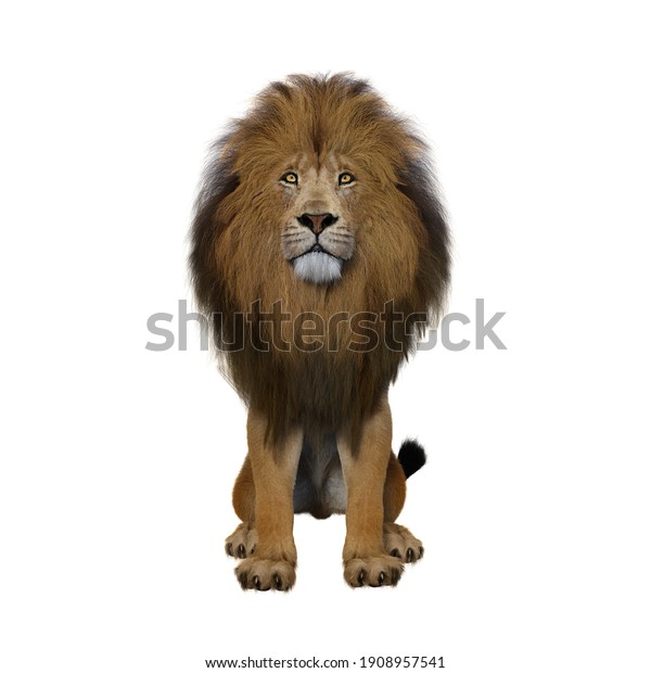 Lion Sitting Upright Looking Straight Camera Stock Illustration ...