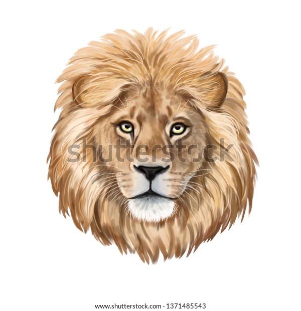 ライオンの水彩イラスト リアルなポートレート 白い背景にライオンの頭 テンプレート 接写 クリップアート 手描き 絵 のイラスト素材