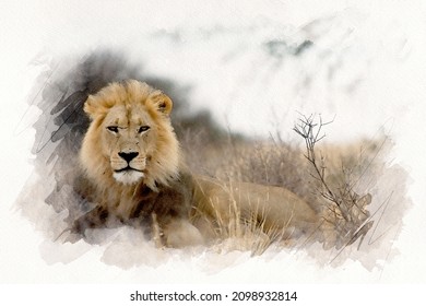 Lion Watercolor Painting Sketch Photo Effect