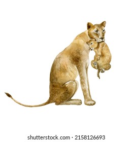 Lioness With Lion Cub On White Background. Wild Animal. Watercolor Illustration.