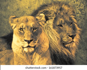 male and female lion pictures