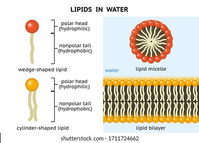 Lipid micelle, lipid bilayer. When phospholipids are placed in water, they spontaneously form membranes.  Structure of phospholipids. Wedge-shaped lipid, cylinder-shaped lipid