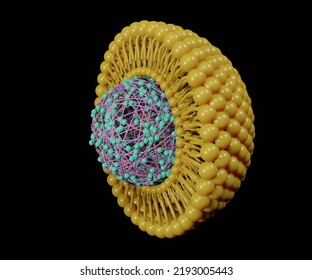 Lipid-coated Polymeric Nanoparticles For Drug Delivery 3d Rendering