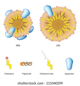 Lipoproteins of the blood, LDL and HDL